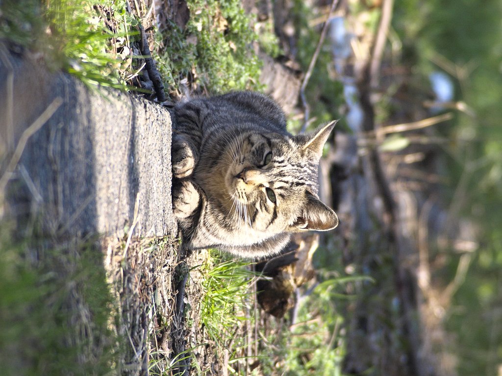 連張りすみません
