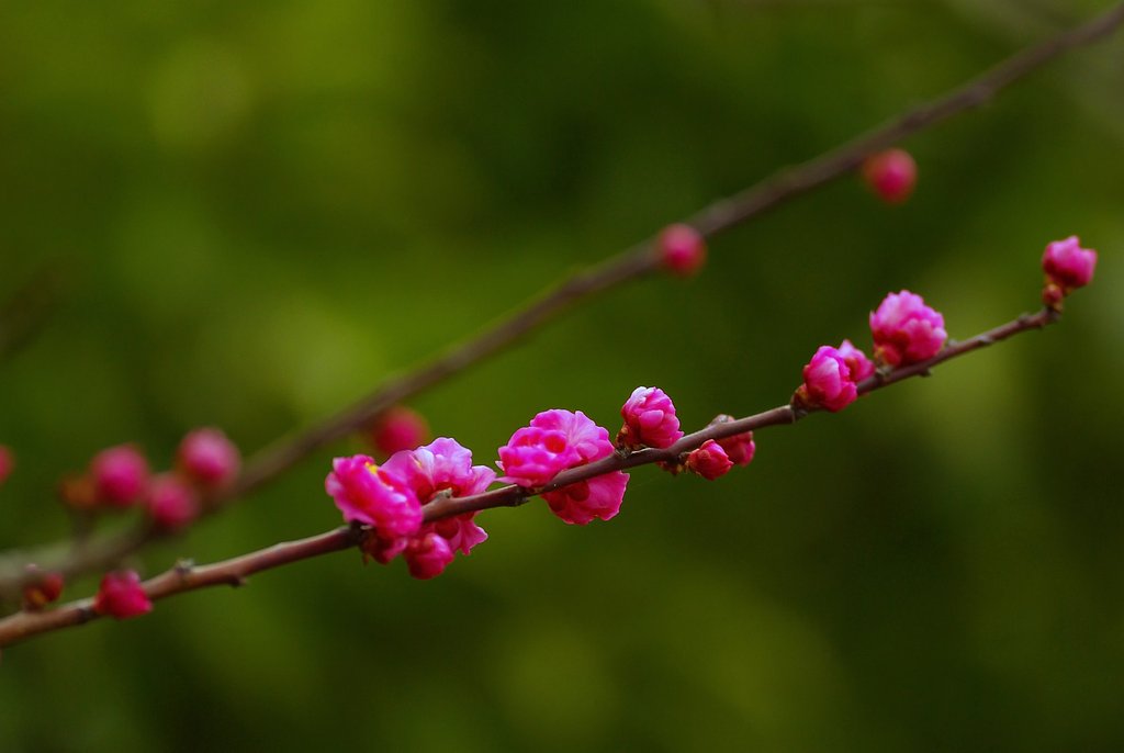桃の花