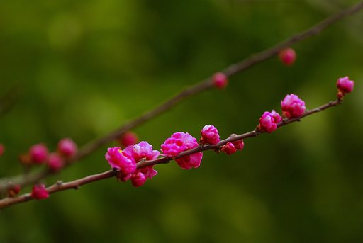 桃の花