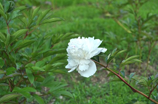 こんにちは（芍薬）