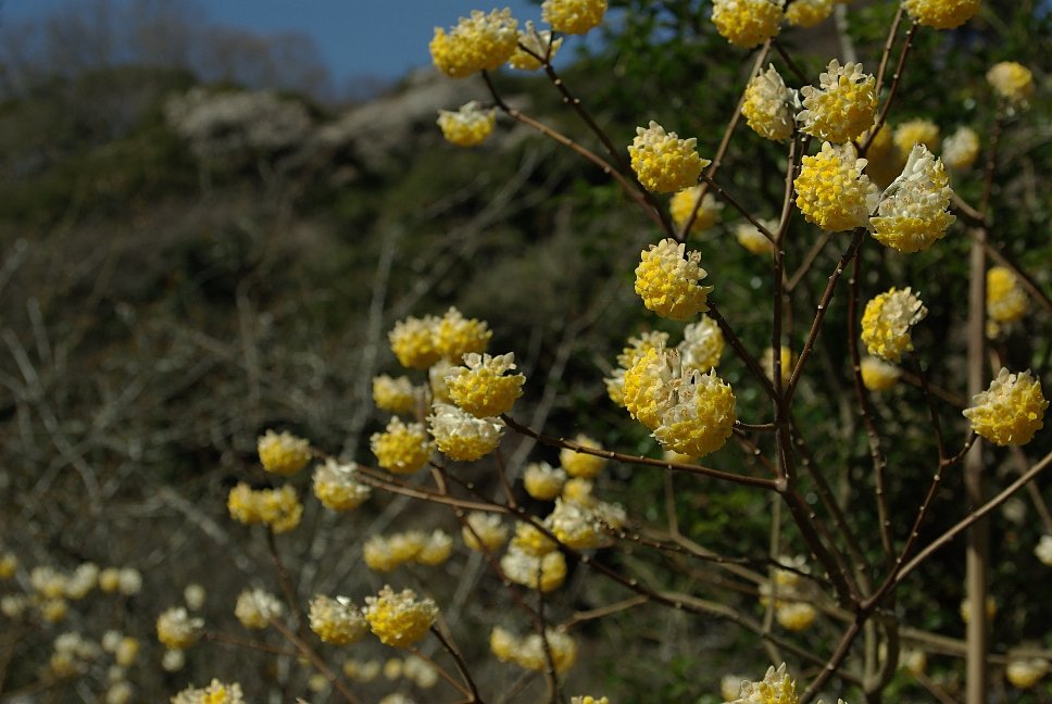 別世界から来た花