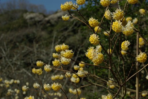 別世界から来た花