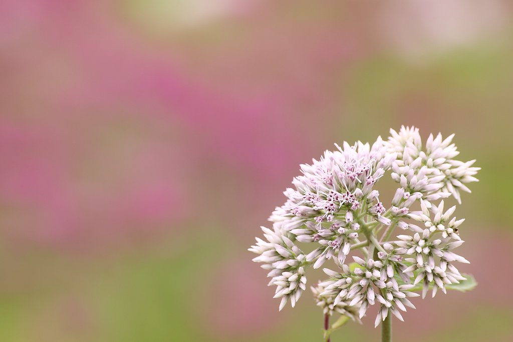 華色