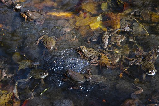Kingdom of the frogs