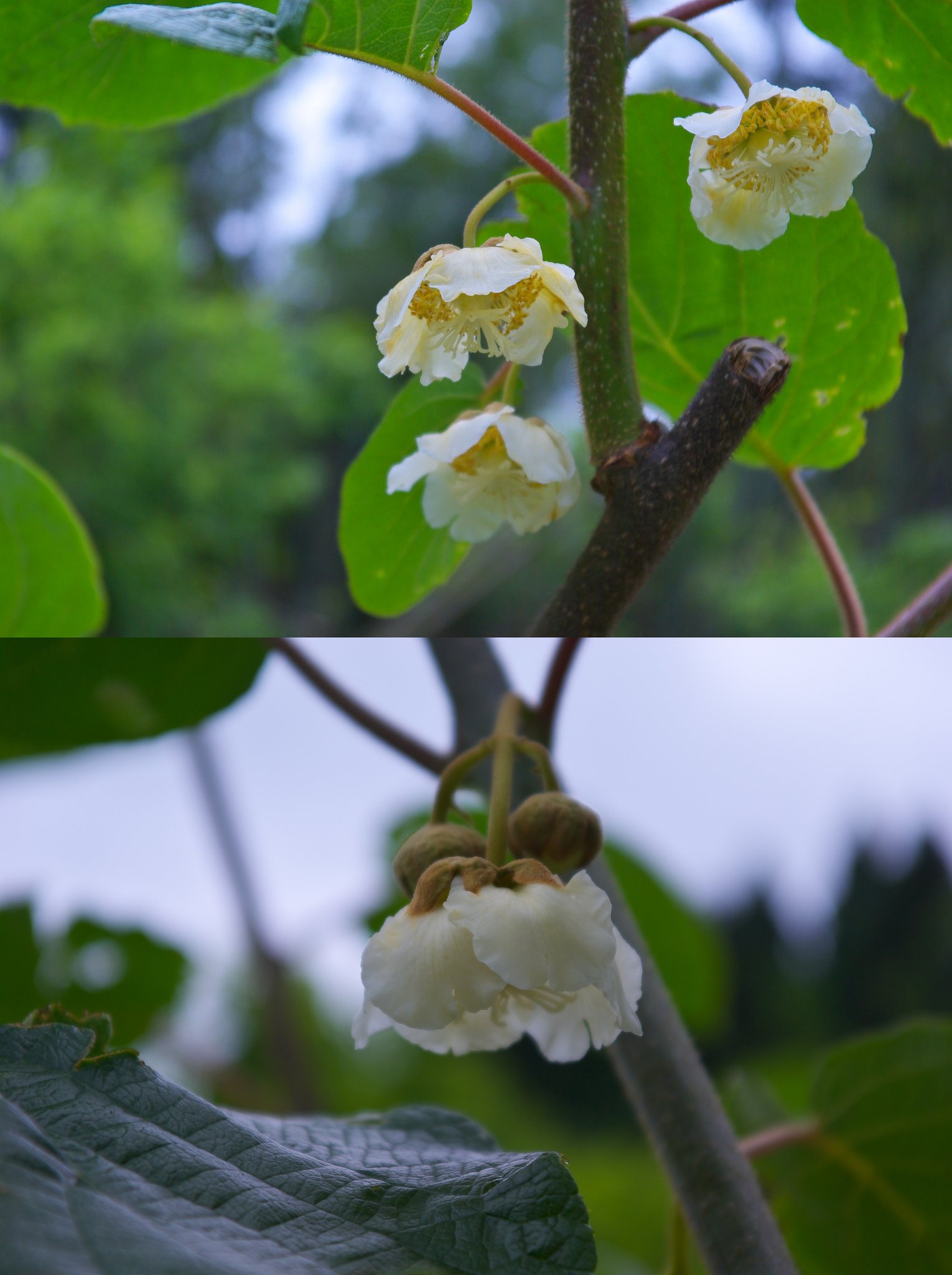 自家食用のキウイの花