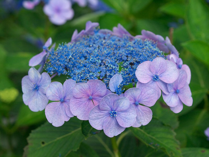 額紫陽花