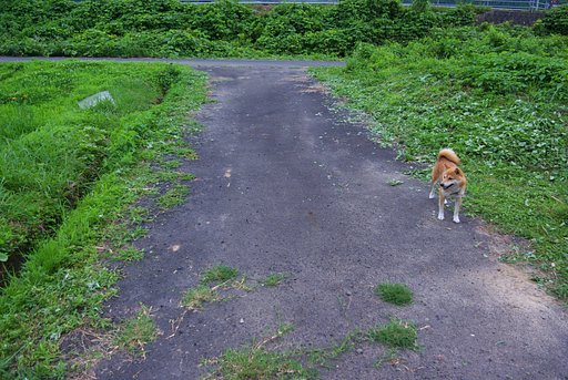 猪の出没区域みほり?