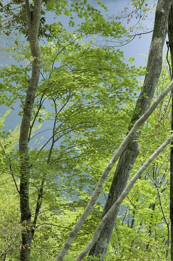 ダム湖の新緑