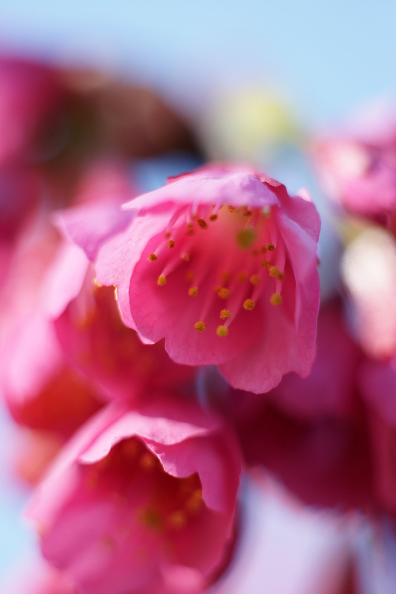CONTAX S-Planar 1:2.8 f=60mm T*
