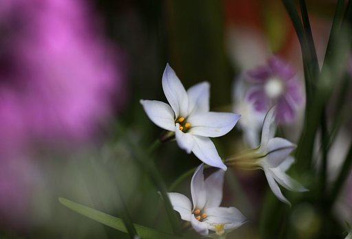 花韮続きで