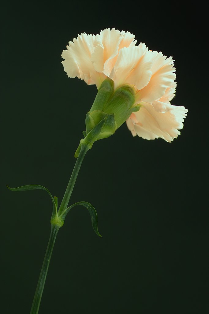 カーネーション