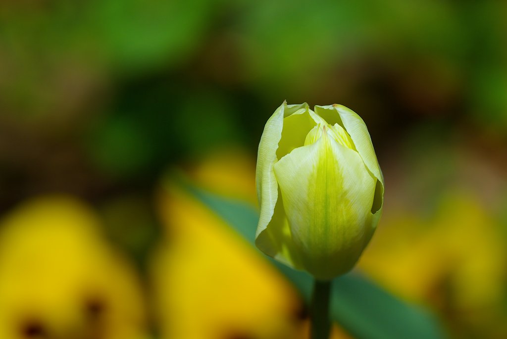 二輪目の開花