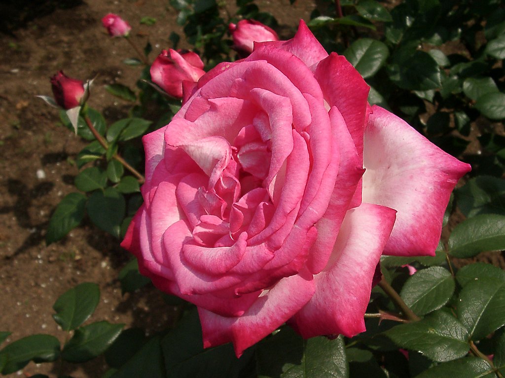 ★09春バラ・セレクション-25