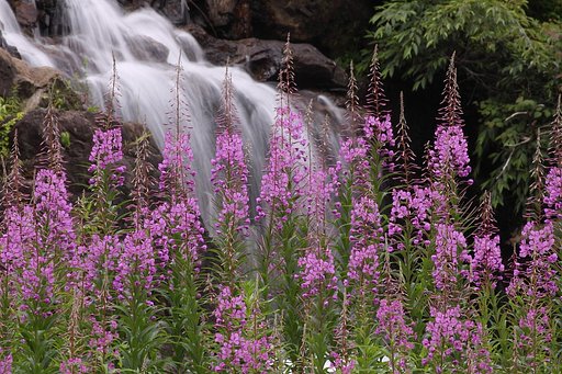 夏の水辺