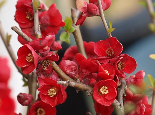 木瓜の花