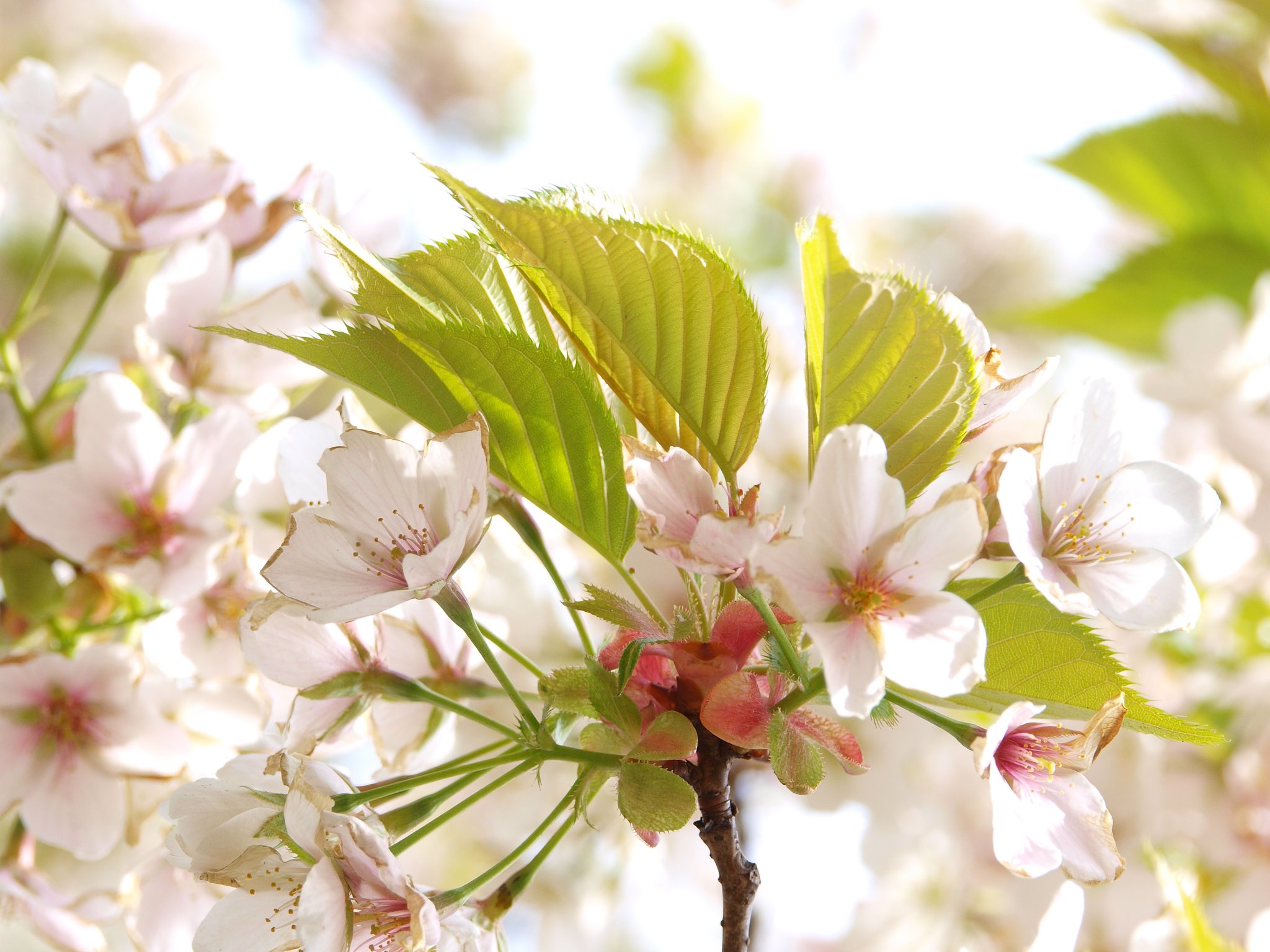 鮮やかに、桜・・・