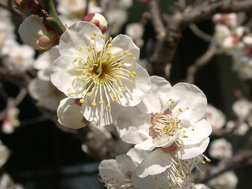 ウメの花くらべ-01
