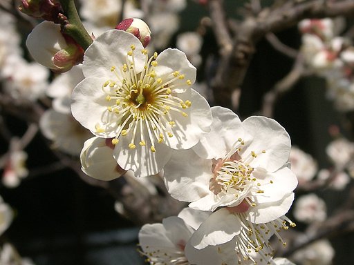 ウメの花くらべ-01