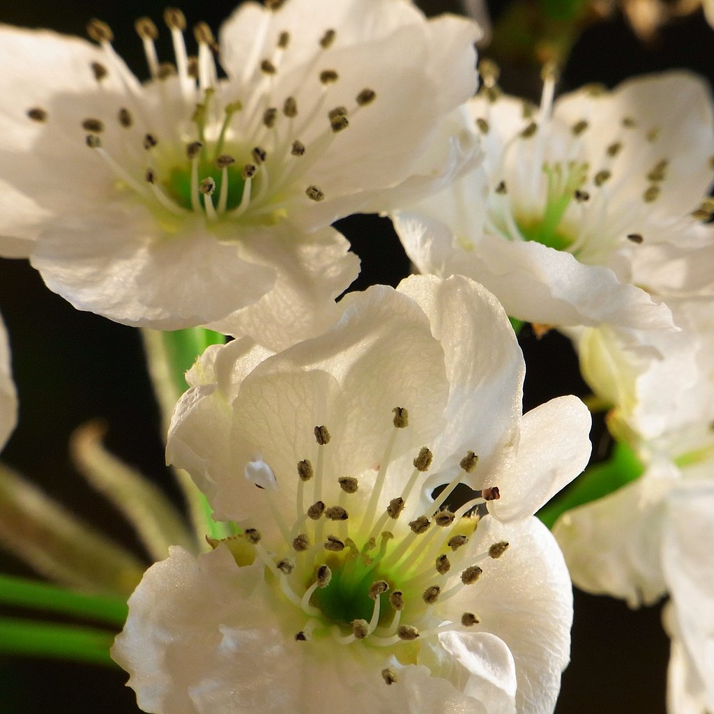 梨の花