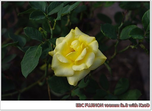 Yellow Rose