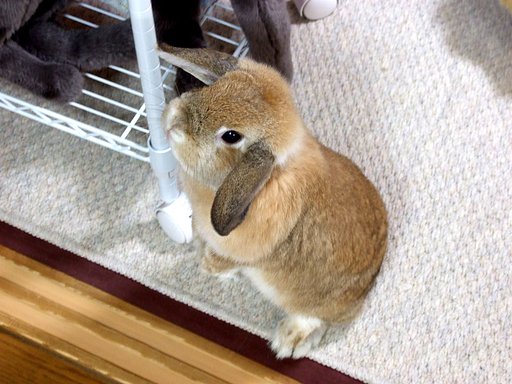 はじめまして、ペコです。