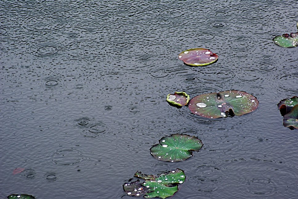 雨は睡蓮の葉に