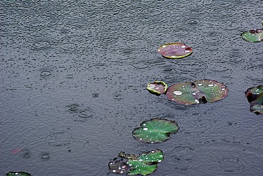 雨は睡蓮の葉に