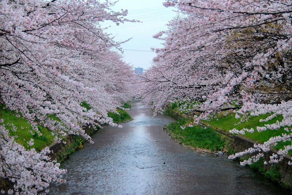 桜川