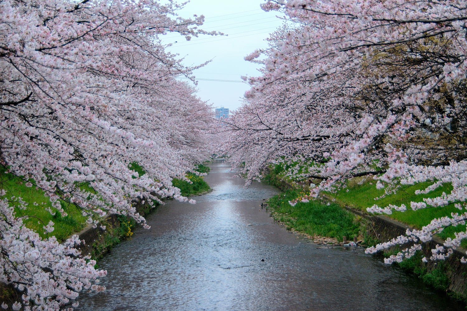 桜川