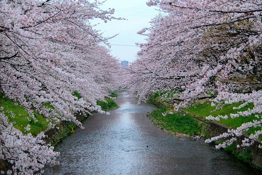 桜川