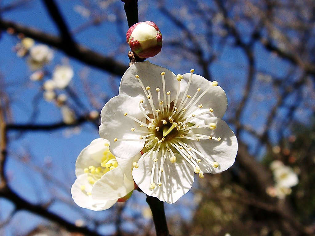 ★ウメの花くらべ-04