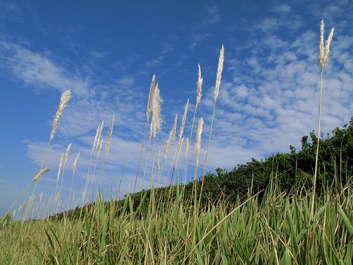 湘南の秋近し