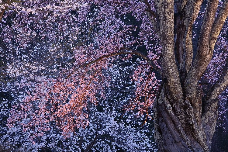 うえんでの桜