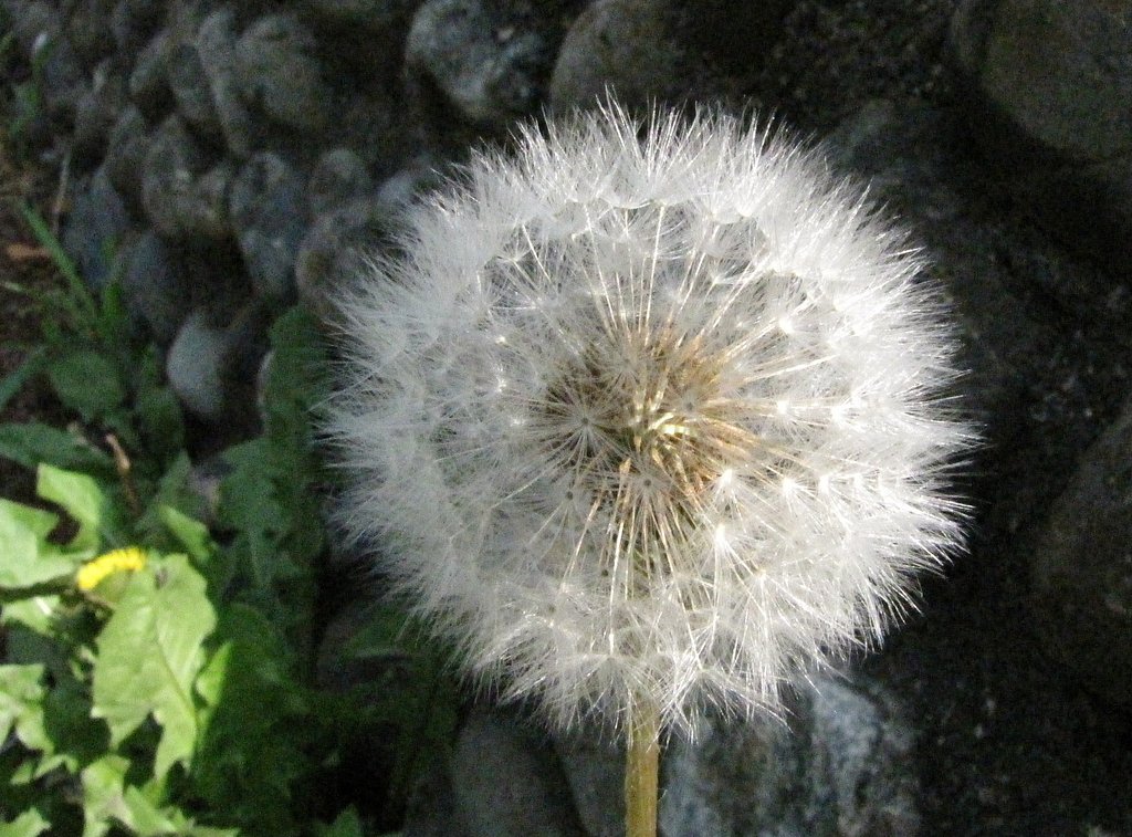 蒲公英綿毛