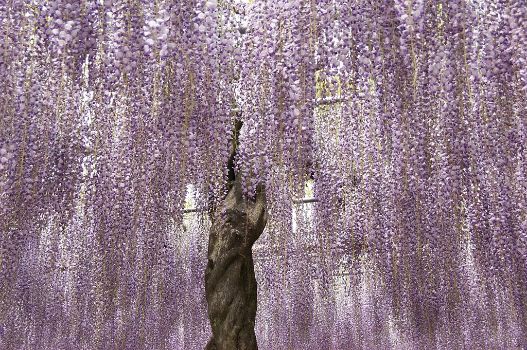 曼荼羅寺の九尺藤