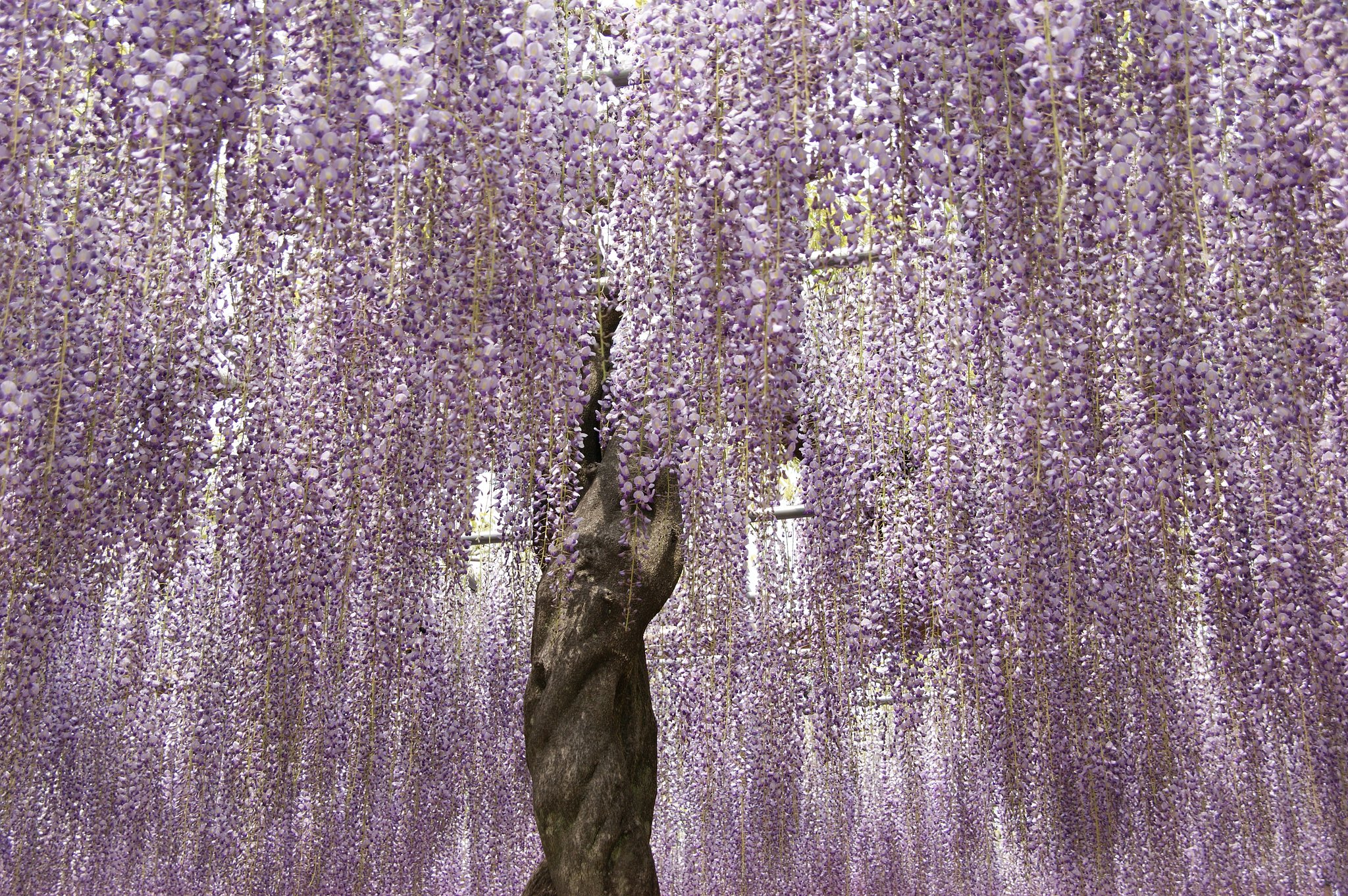 曼荼羅寺の九尺藤