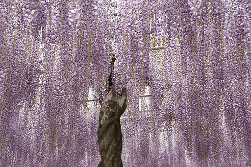曼荼羅寺の九尺藤