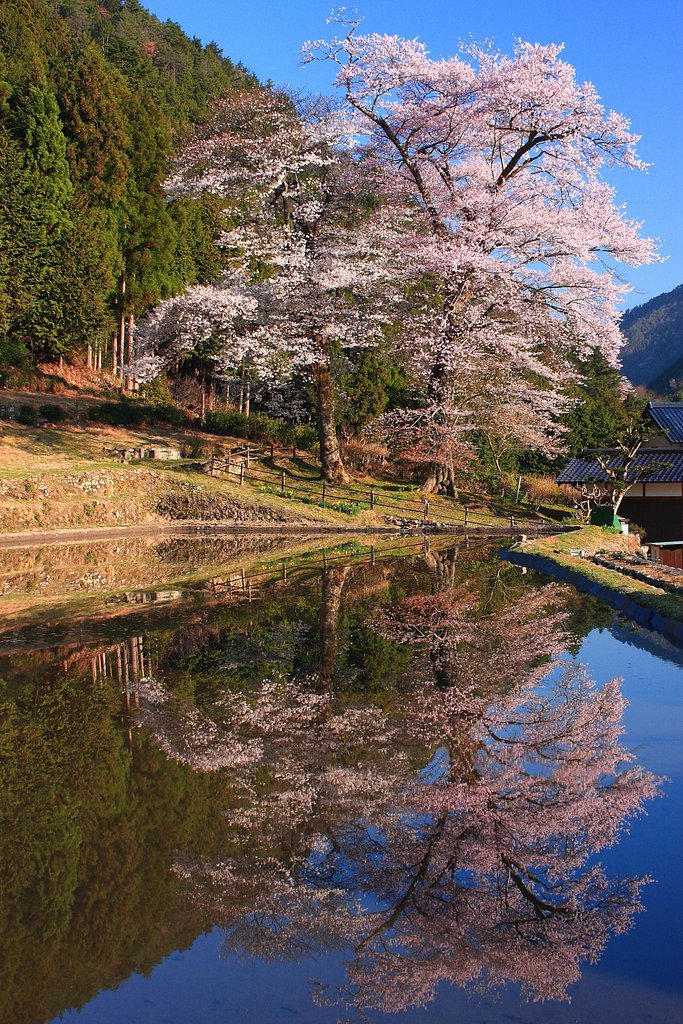 苗代桜