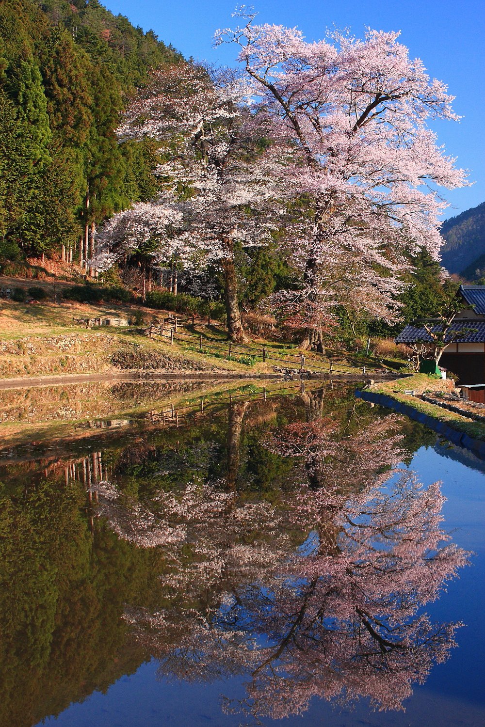 苗代桜