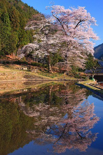 苗代桜