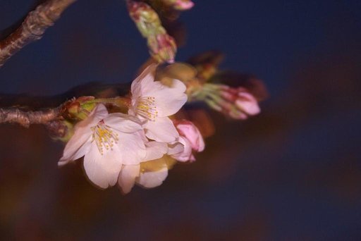 開花！