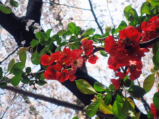 木瓜のお花見