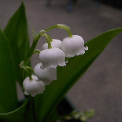 スズランの花