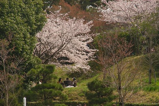 緑に桜