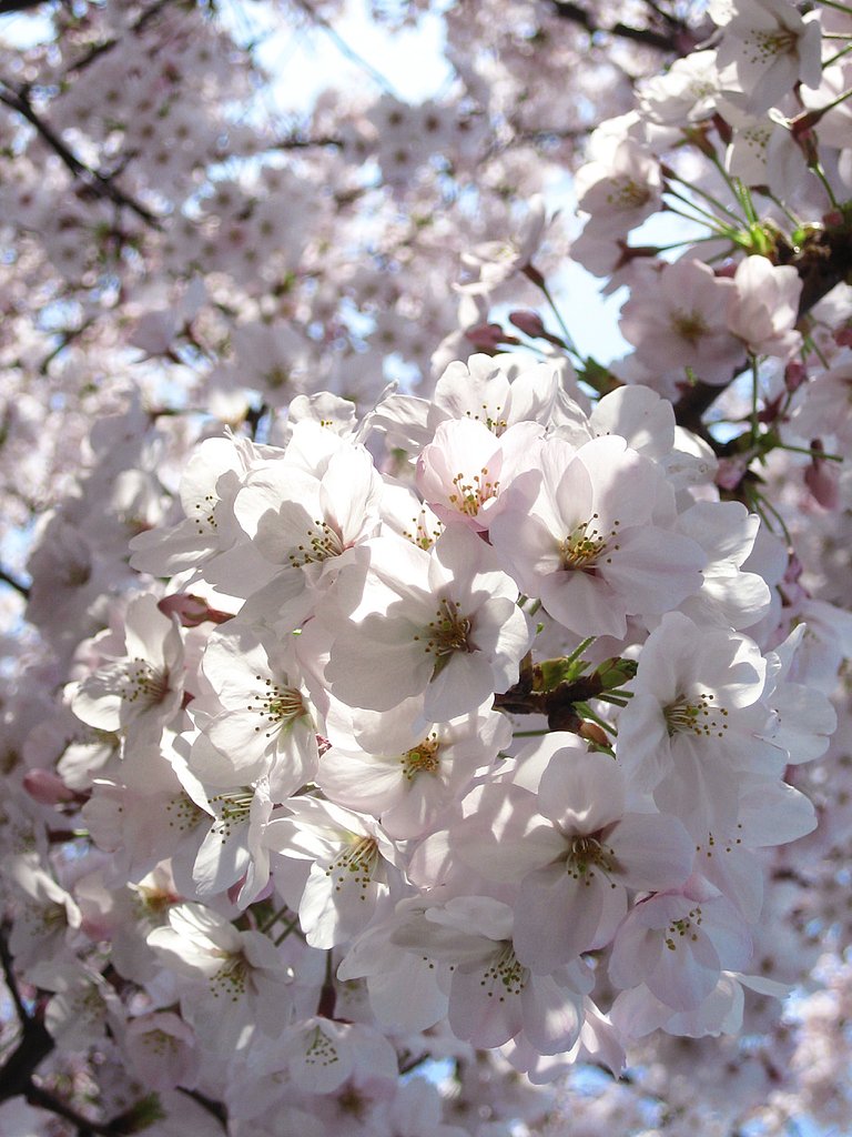 さくらのお花見。
