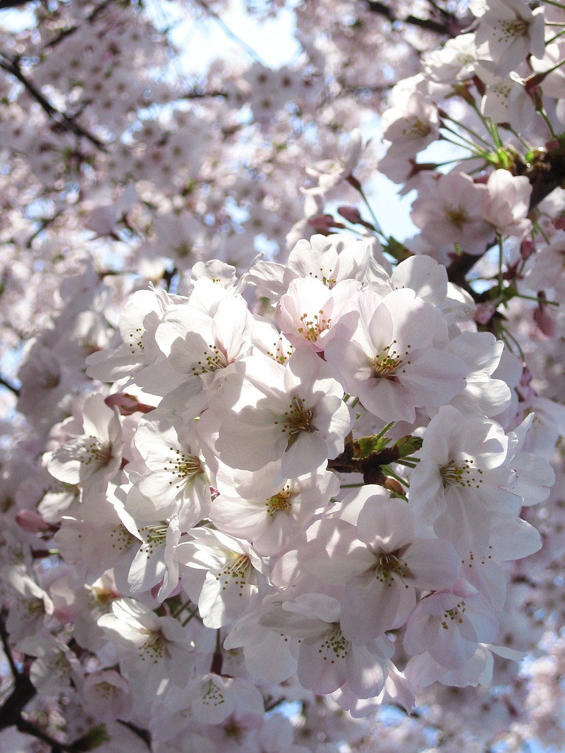 さくらのお花見。