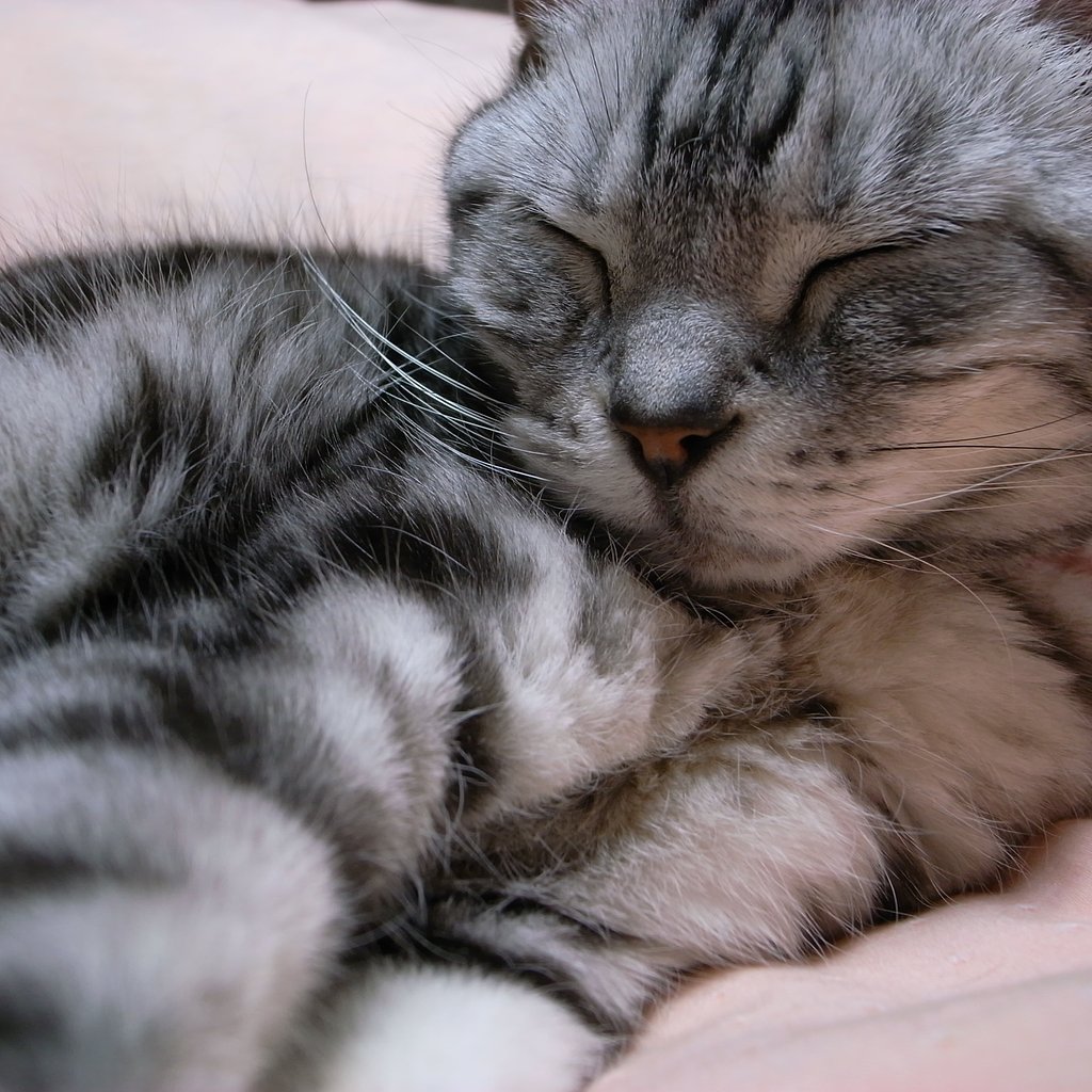 眠いんだから〜ッ！