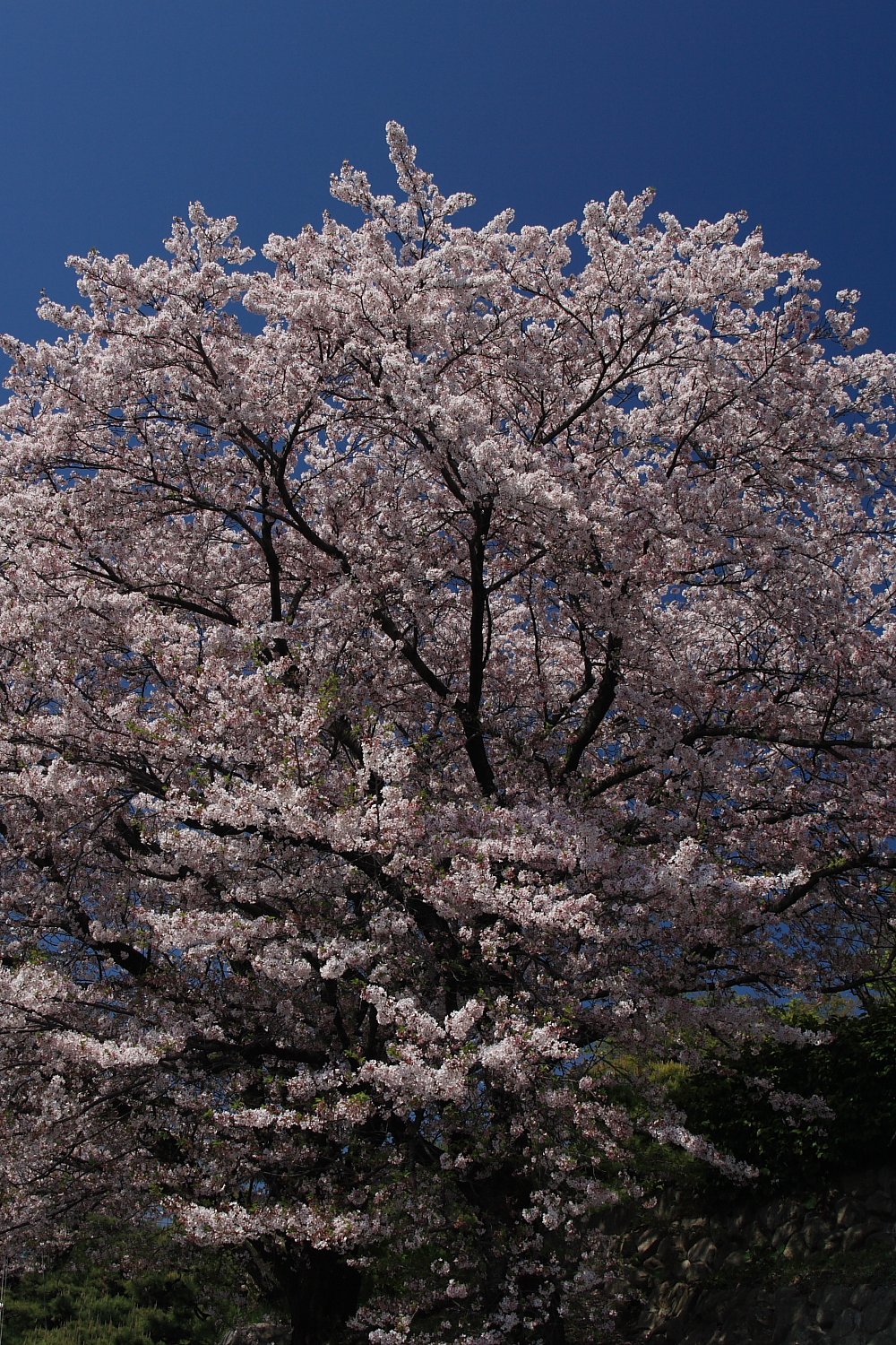 一本桜