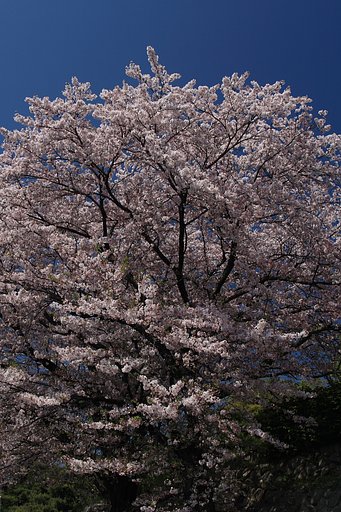 一本桜