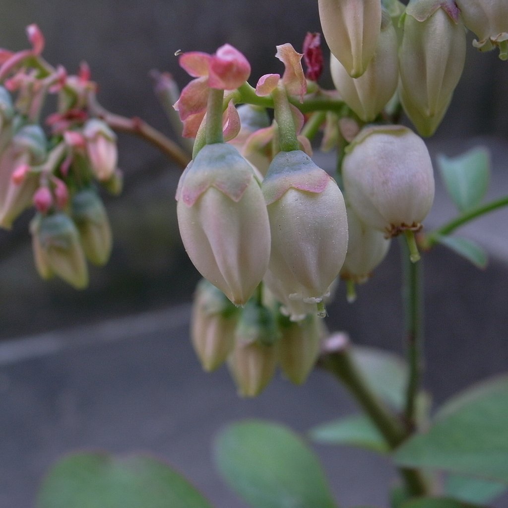 ブルーベリーの花